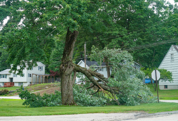 Woodland Park, NE Tree Services Company